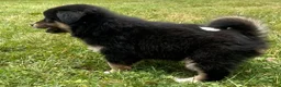 Mixed Breed dogs for sale: Bear - Ad 3