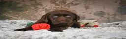 Labrador Retriever dogs for sale: Brooke - Ad 4