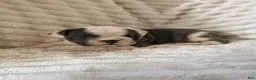 Mixed Breed dogs for sale: Jane - Ad 3