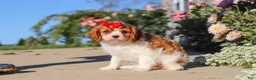 Cavalier King Charles Spaniel dogs for sale: Maggie - Ad 4