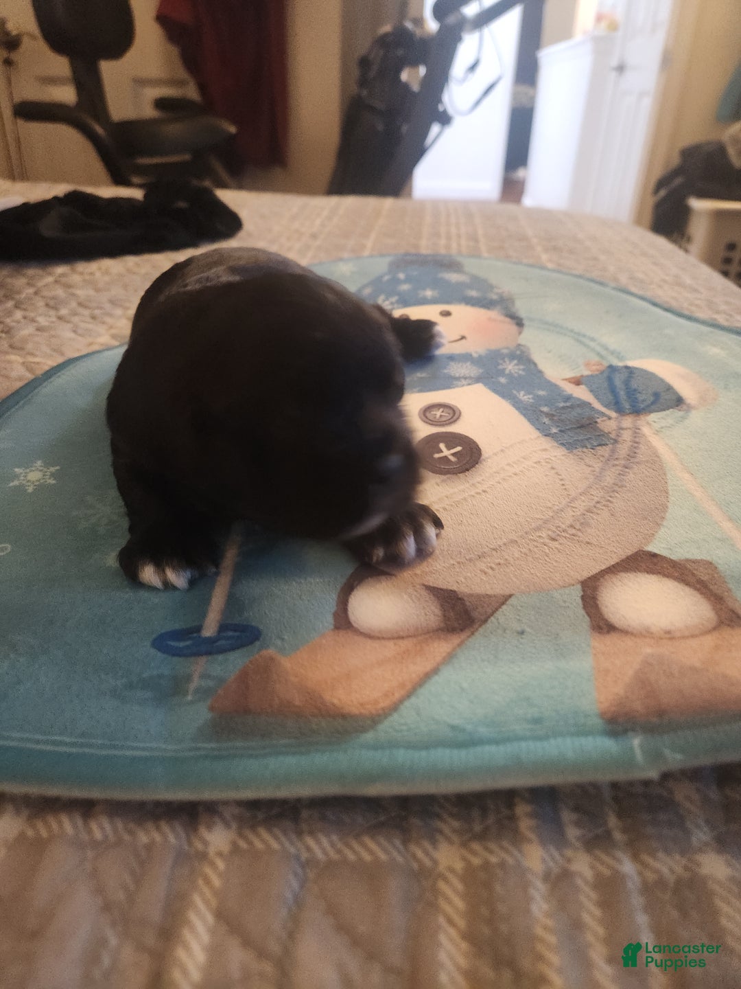 Shih Tzu dogs for sale: Shih Tzu Puppy 4 - Ad 1