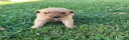Golden Retriever dogs for sale: Buddy (Orange) - Ad 4