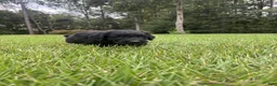 Goldendoodle dogs for sale: Slate - Ad 3