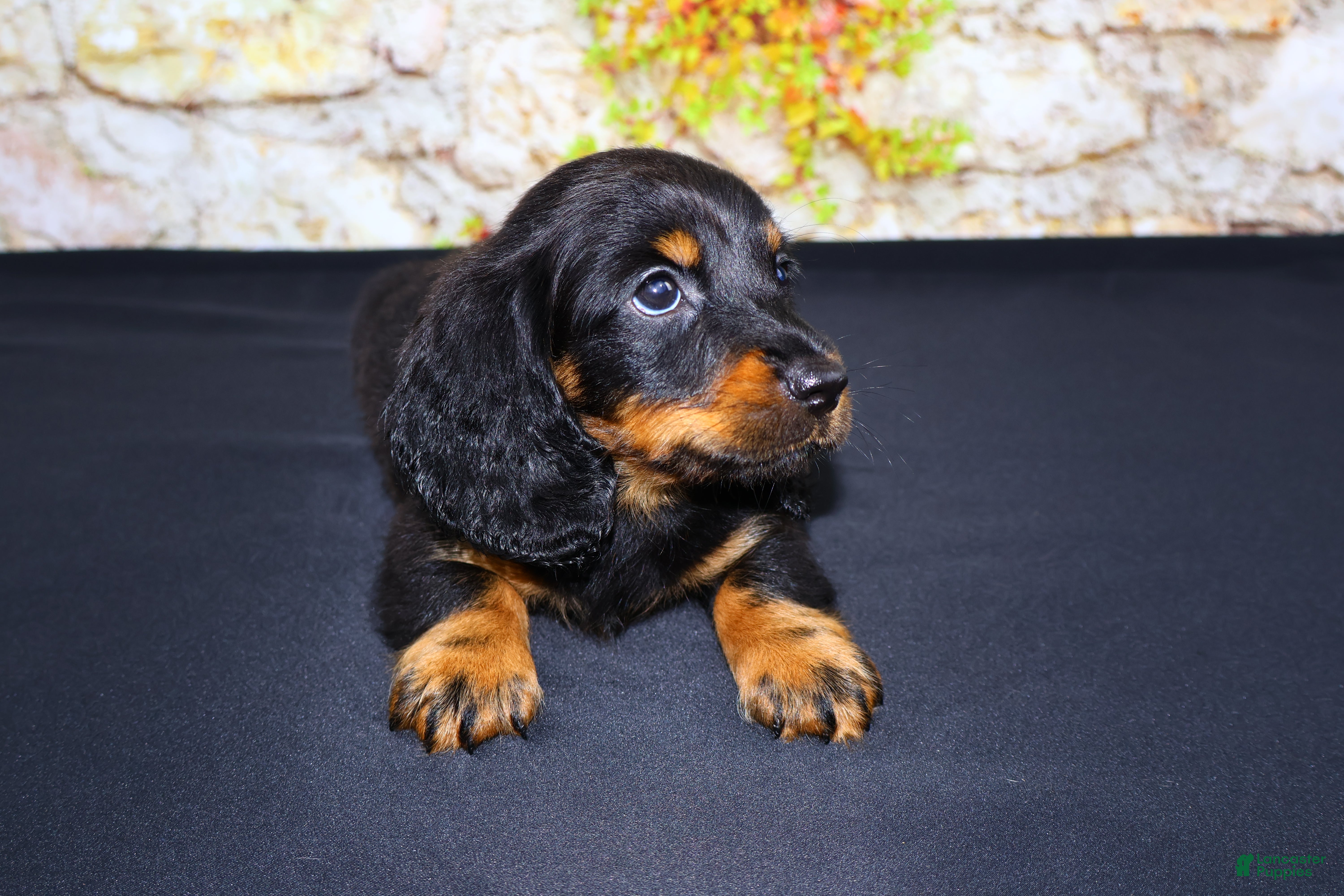 Miniature Dachshund dogs Ripp - Ad 1