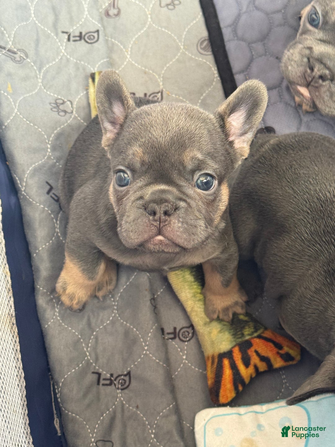 French Bulldog dogs for sale: French Bulldog Puppy 1 - Ad 4