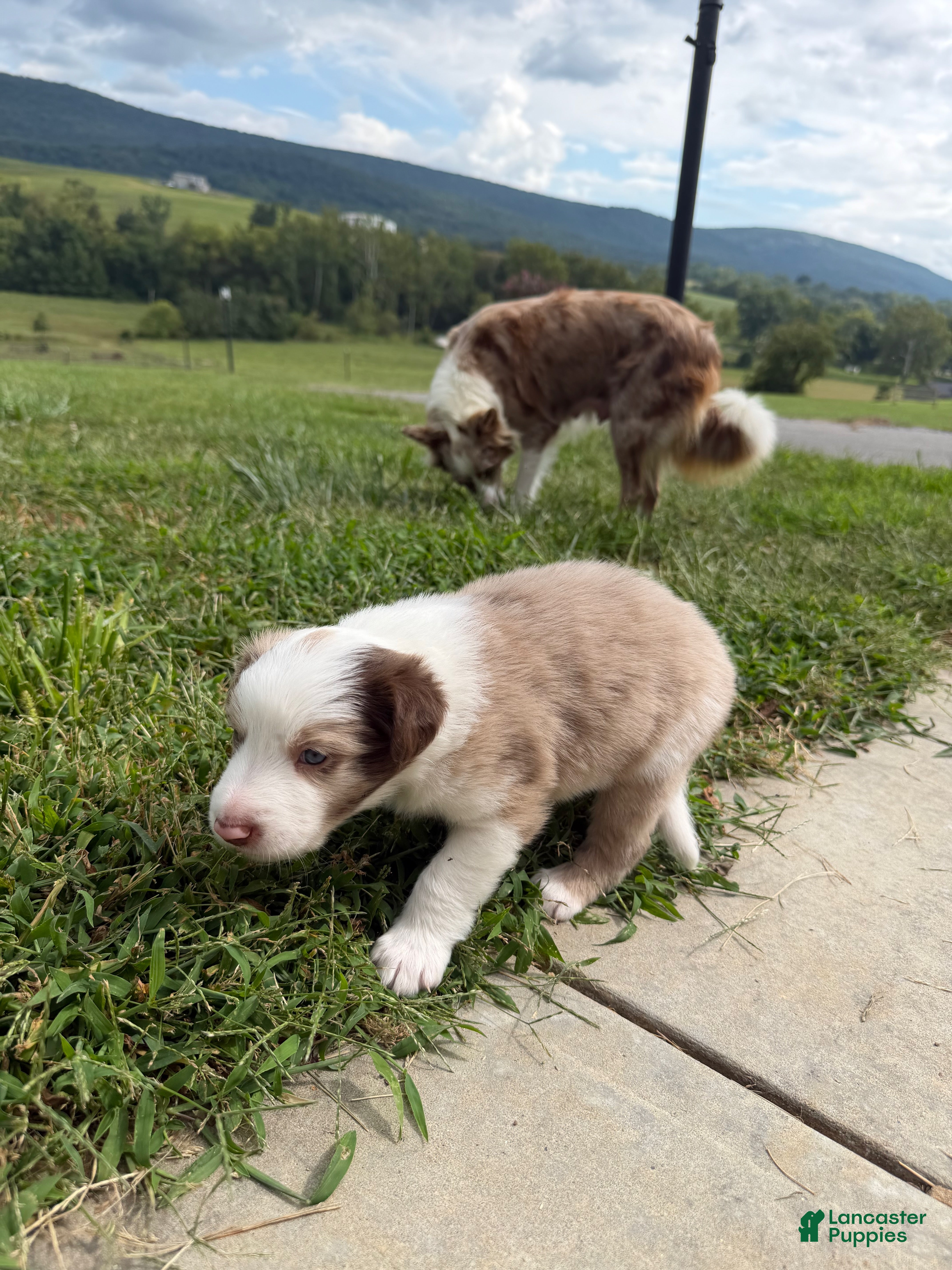 Border Collie dogs Tank - Ad 1