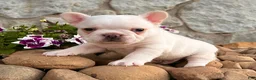 French Bulldog dogs for sale: Dakota - Ad 6