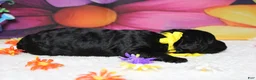 Bernedoodle dogs for sale: Zephyr  - Ad 4