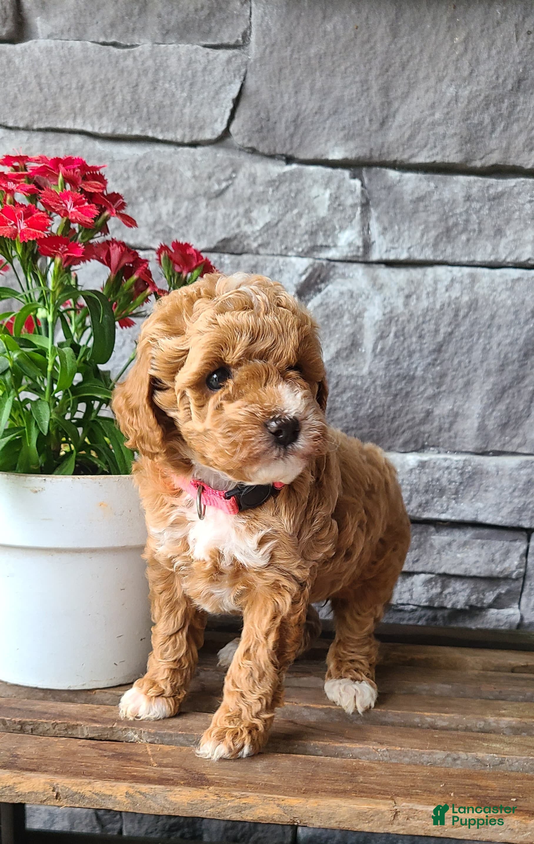 Cockapoo dogs for sale: Lacy - Ad 4