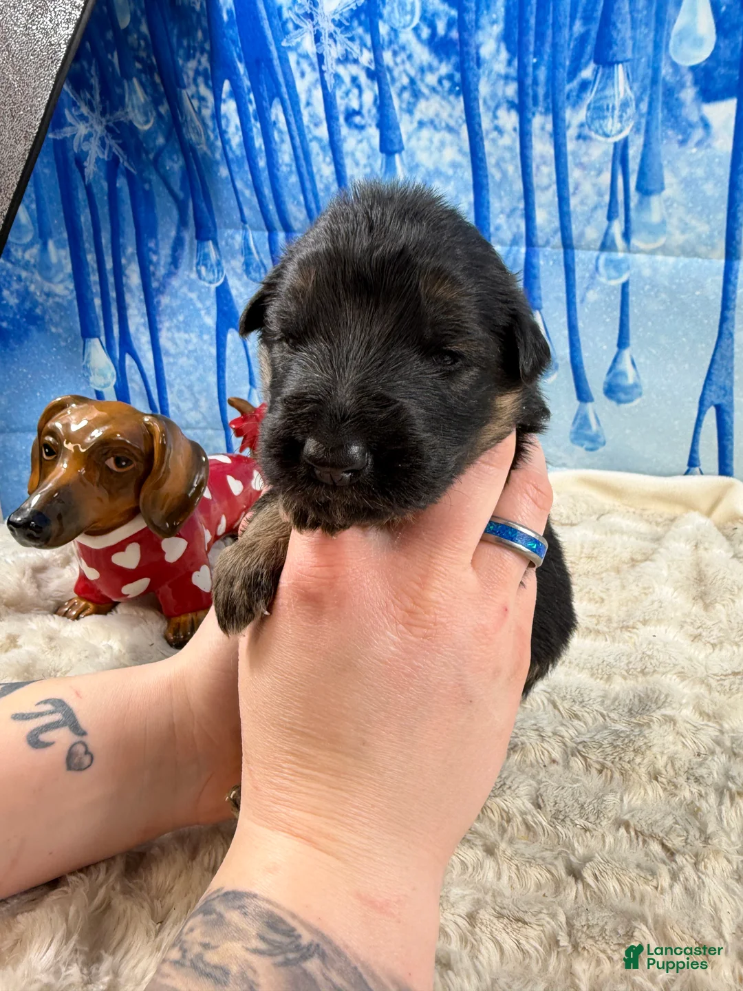 German Shepherd dogs for sale: German Shepherd Puppy 3 - Ad 4