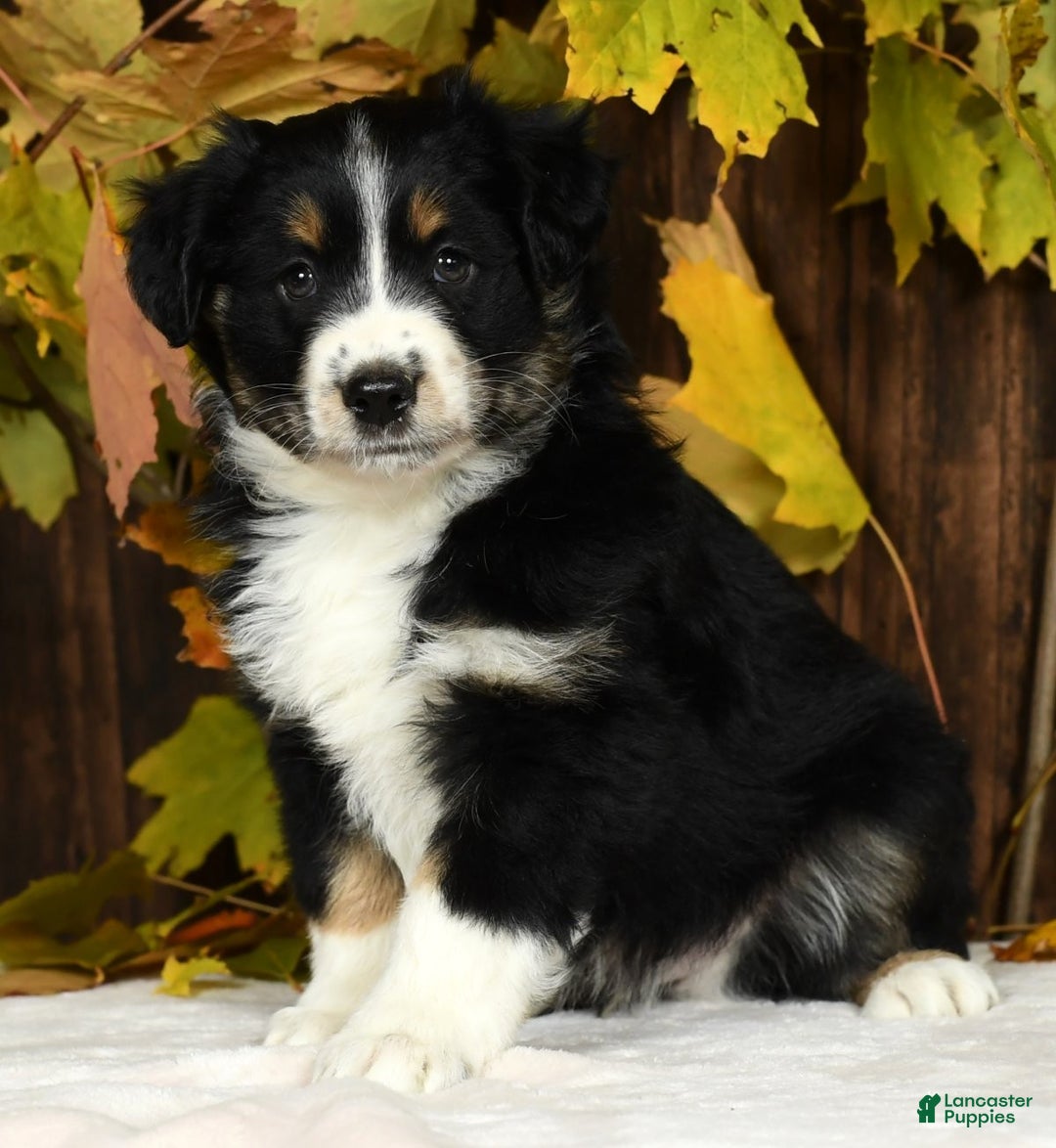 Miniature Australian Shepherd dogs for sale: Chestnut - Ad 4