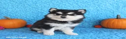 Pomsky dogs for sale: Wren - Ad 3