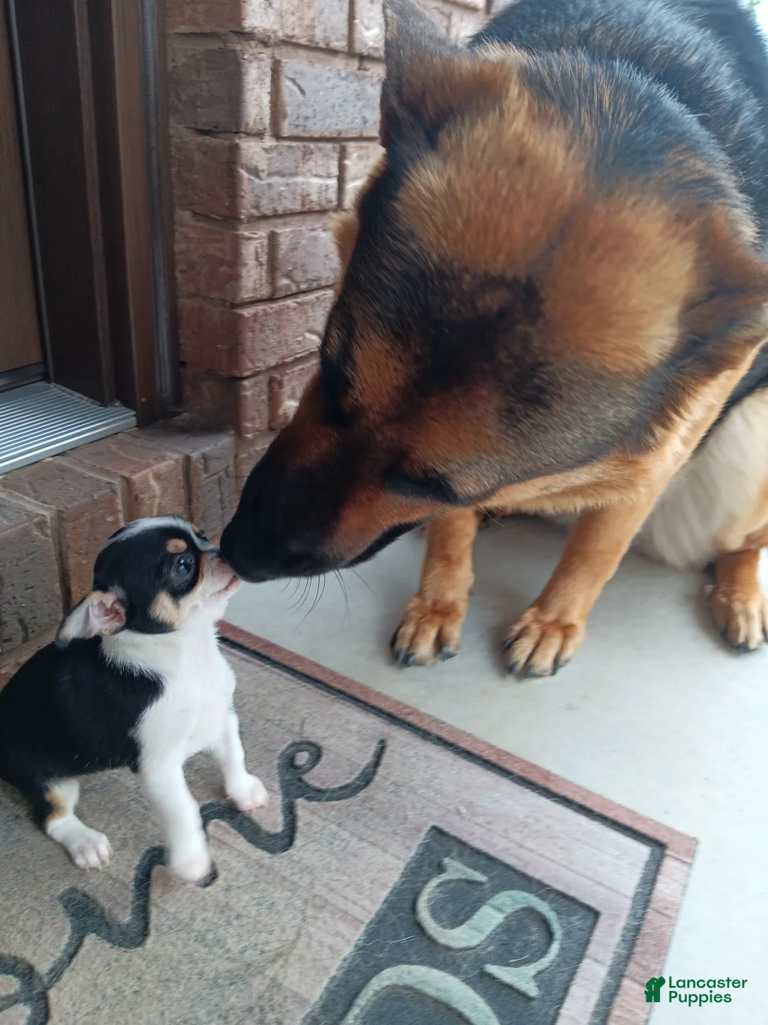 Gallery Image {{count}}