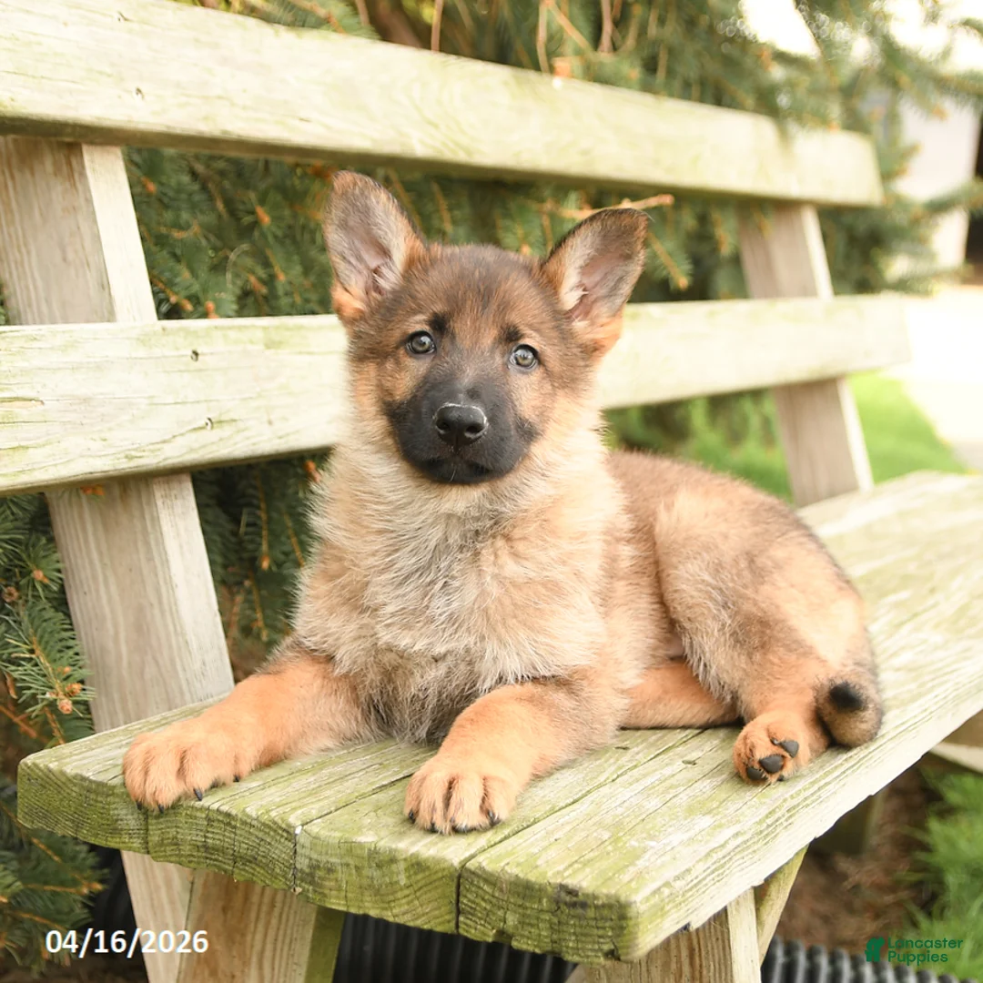 German Shepherd dogs for sale: Diamond - Ad 3