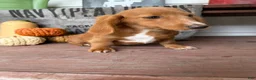 Miniature Dachshund dogs for sale: Ella - Ad 8