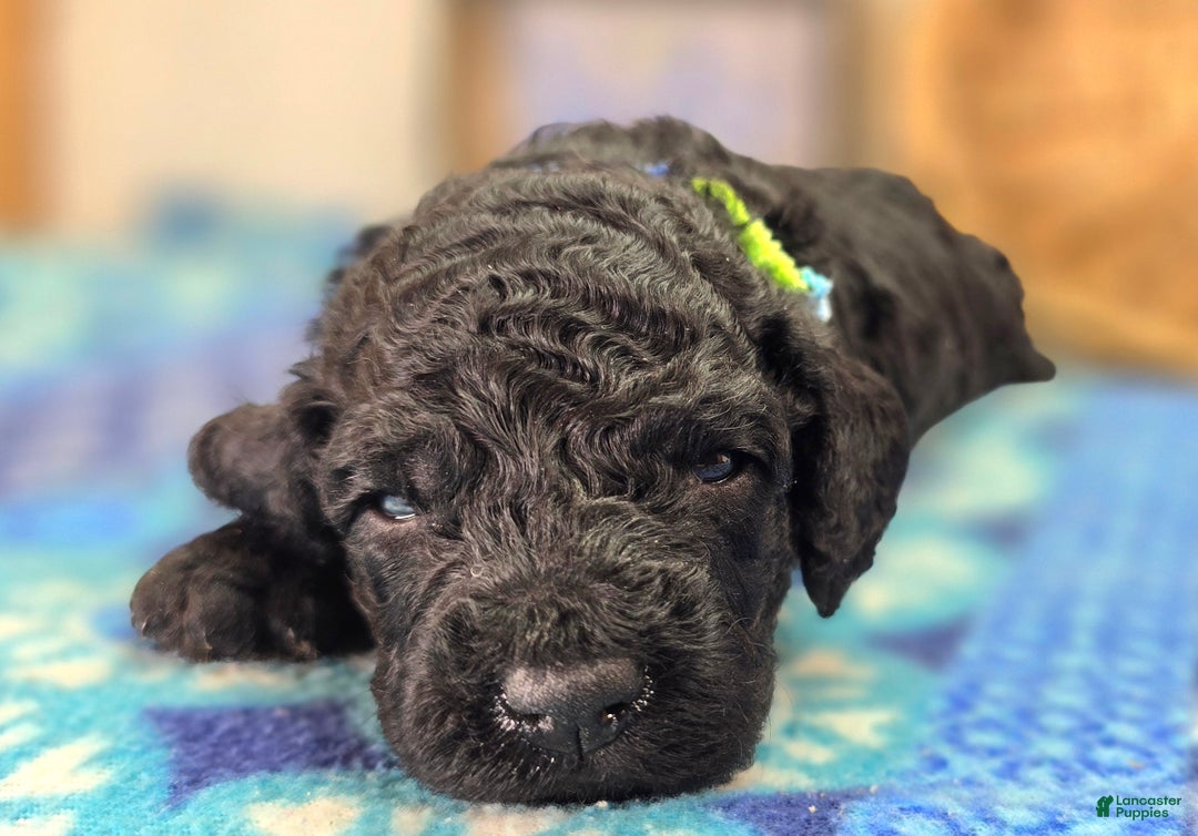 Cockapoo dogs for sale: Foggy - Ad 33