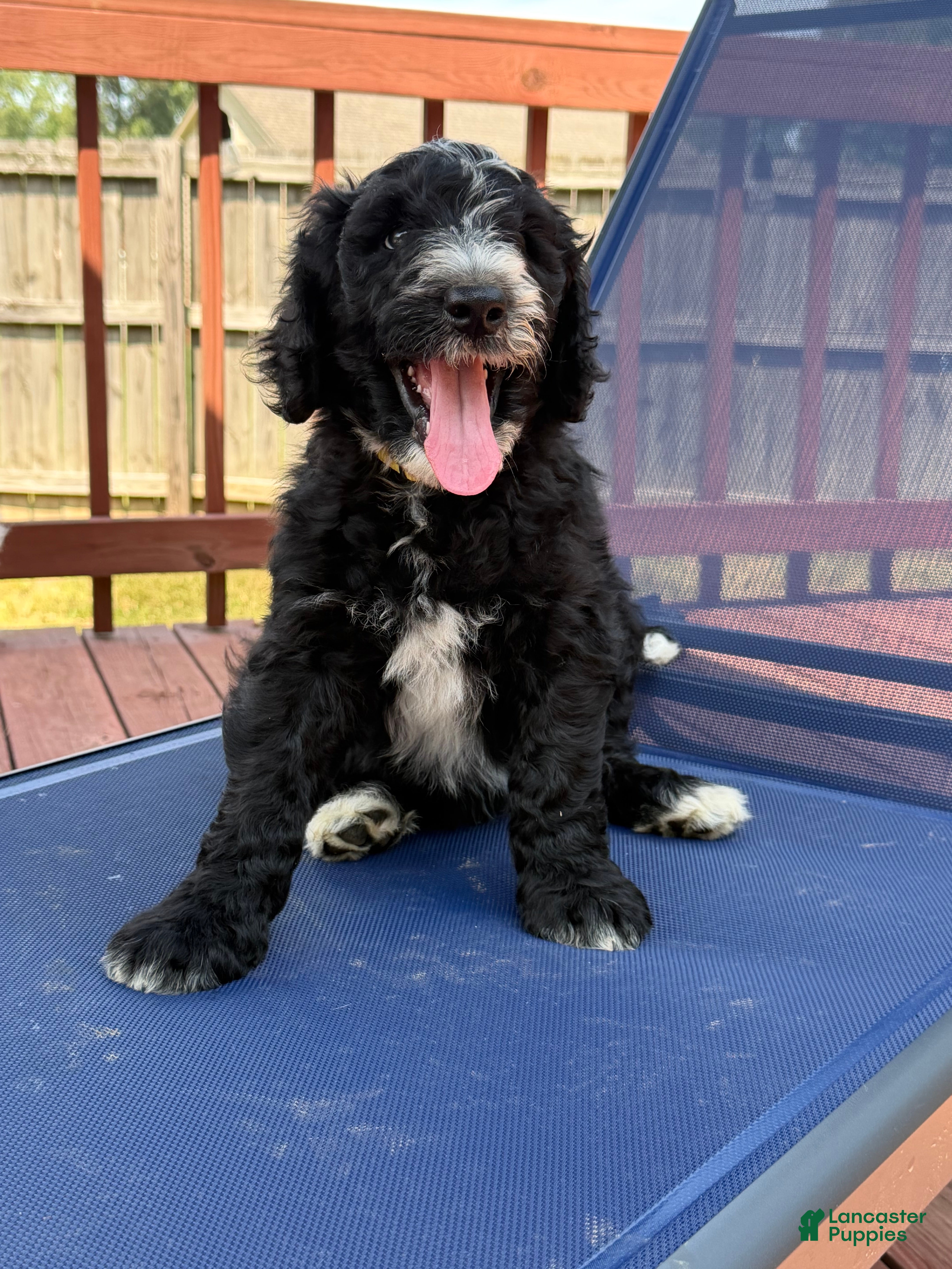 Aussiedoodle dogs BLaze - Ad 9