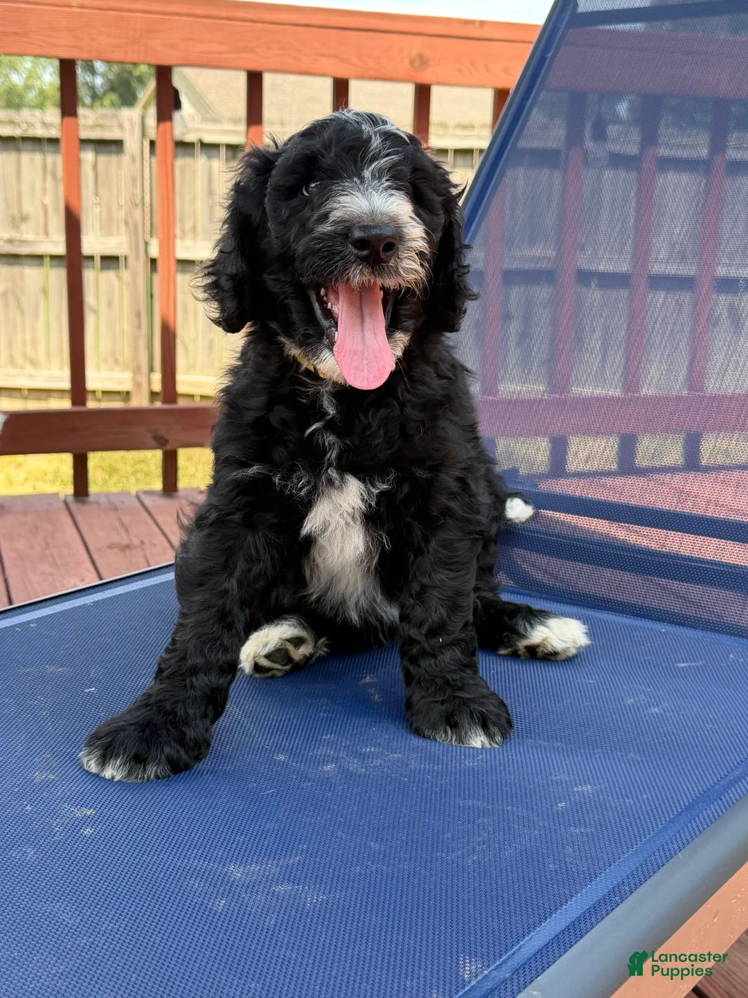 Aussiedoodle dogs for sale: BLaze - Ad 1