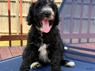 Aussiedoodle dogs BLaze - Ad 5