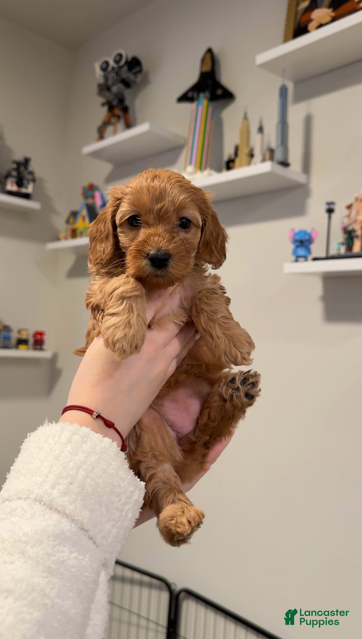 Maltipoo dogs Maltipoo Puppy 3 - Ad 29