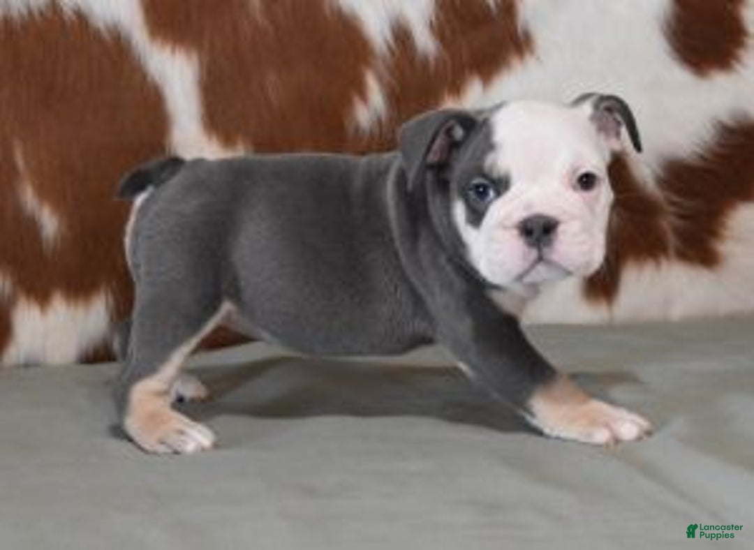 English Bulldog dogs for sale: BREE, FEMALE BLUE TRI - Ad 4