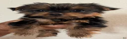 Yorkiepoo dogs for sale: Yorkiepoo 1 - Ad 2
