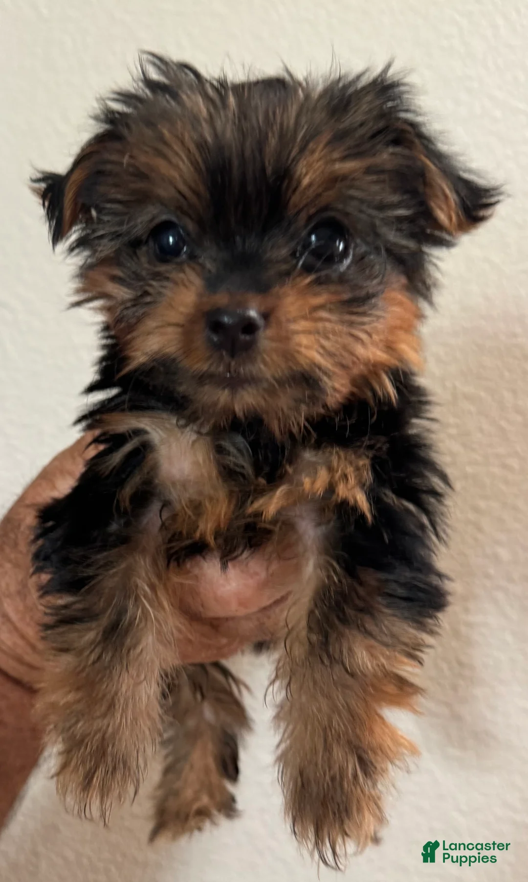 Yorkiepoo dogs for sale: Yorkiepoo 1 - Ad 2