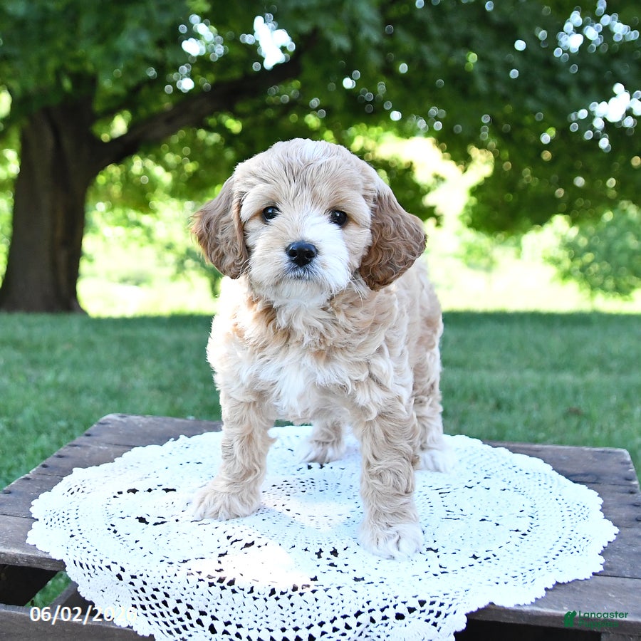 Cockapoo dogs for sale: Sweetie - Ad 4