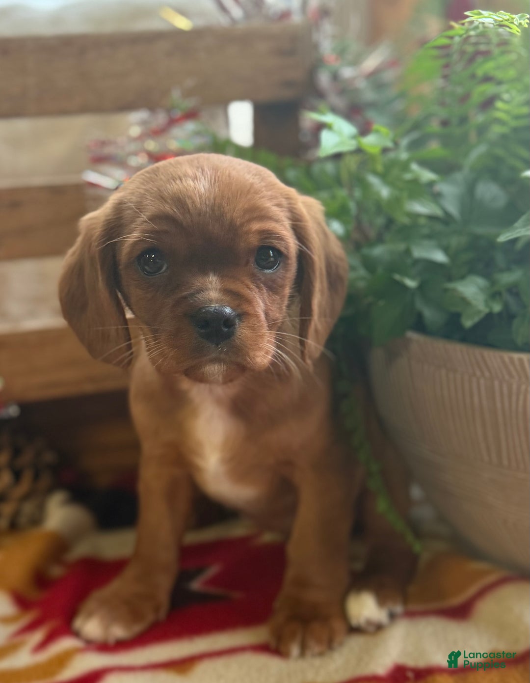 Mixed Breed dogs for sale: Sharla - Ad 4
