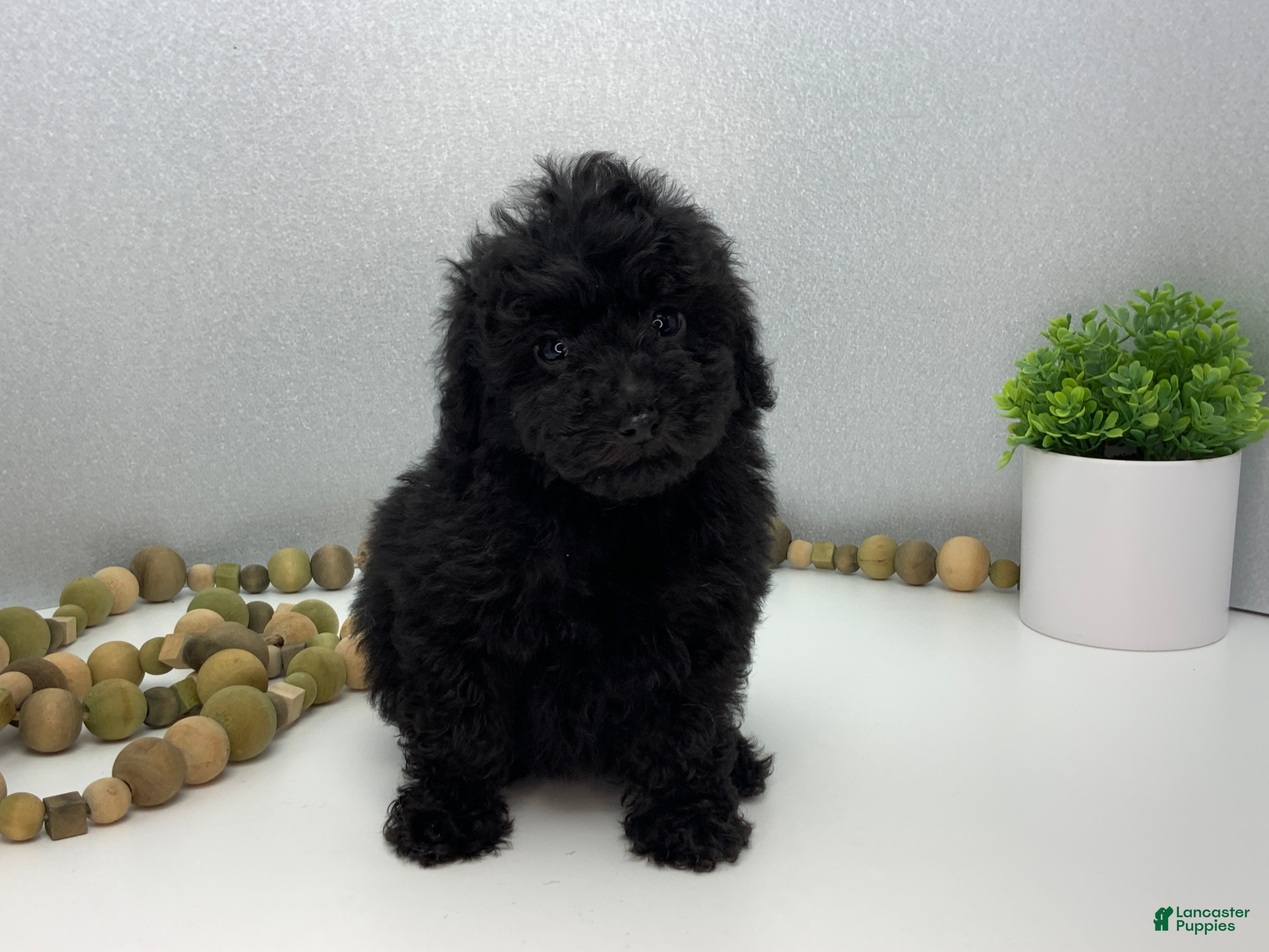 Toy Poodle dogs for sale: MAC - Ad 1