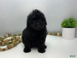 Toy Poodle dogs for sale: MAC - Ad 1