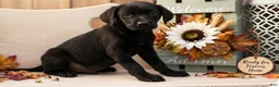 Mixed Breed dogs for sale: Mixed Breed 1 - Ad 1