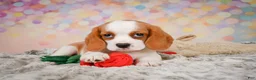 Beaglier dogs for sale: Brooke - Ad 7