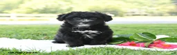 Yorkiepoo dogs for sale: Charlie Harley - Ad 3