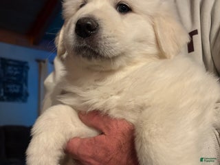 Great Pyrenees dogs Great Pyrenees Male Puppy - Orange - Ad 23