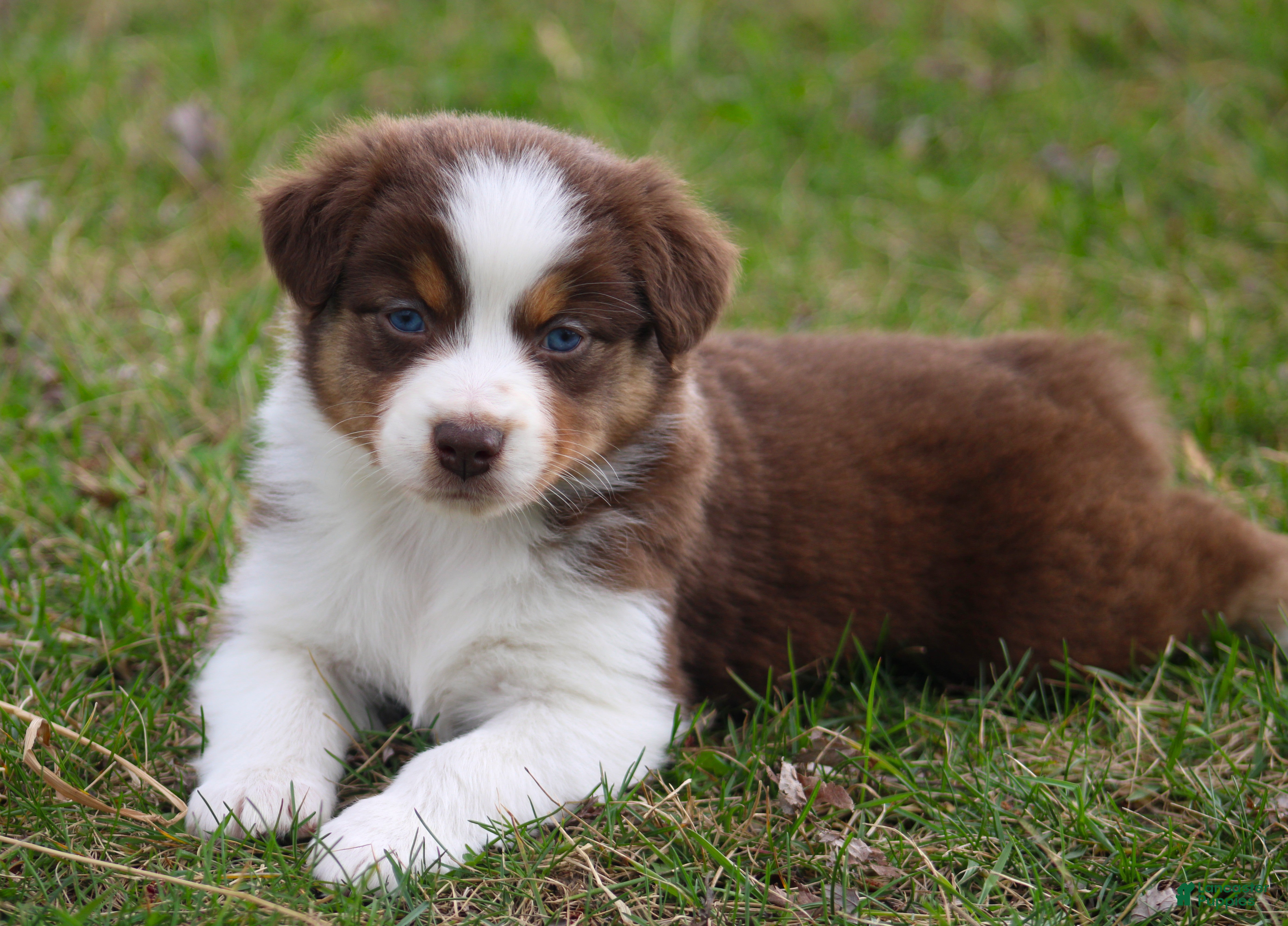 Australian Shepherd dogs Rose - Ad 1