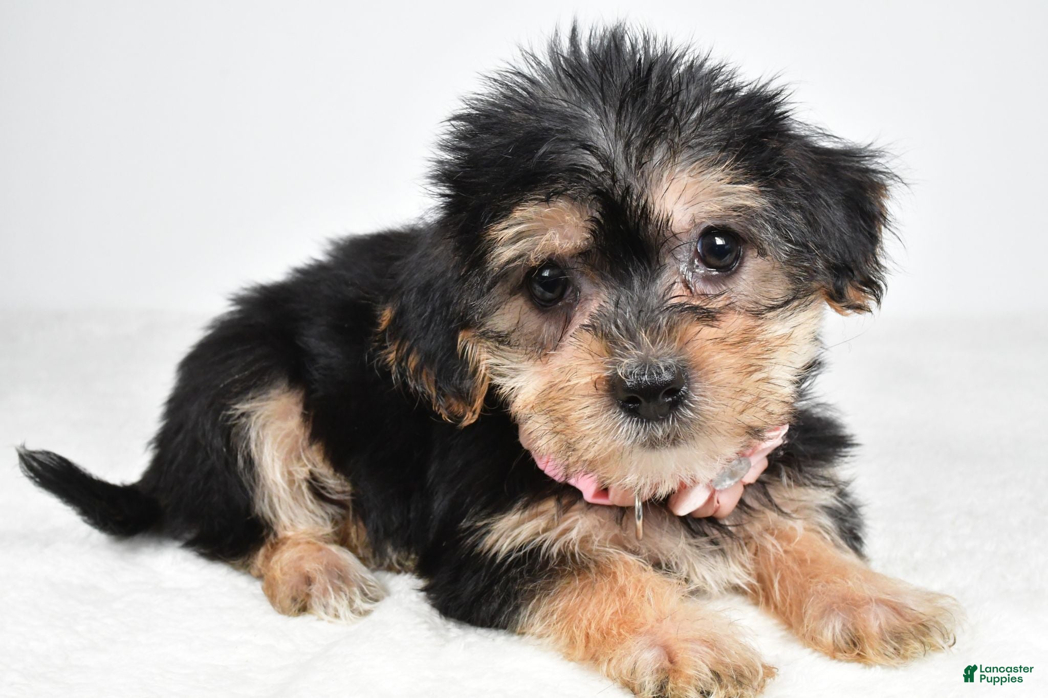 Morkie dogs Julie - Ad 2