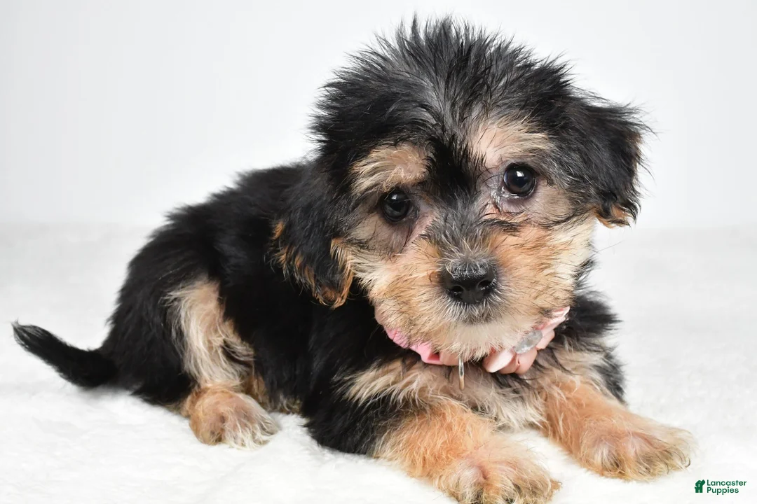 Morkie dogs for sale: Julie - Ad 2