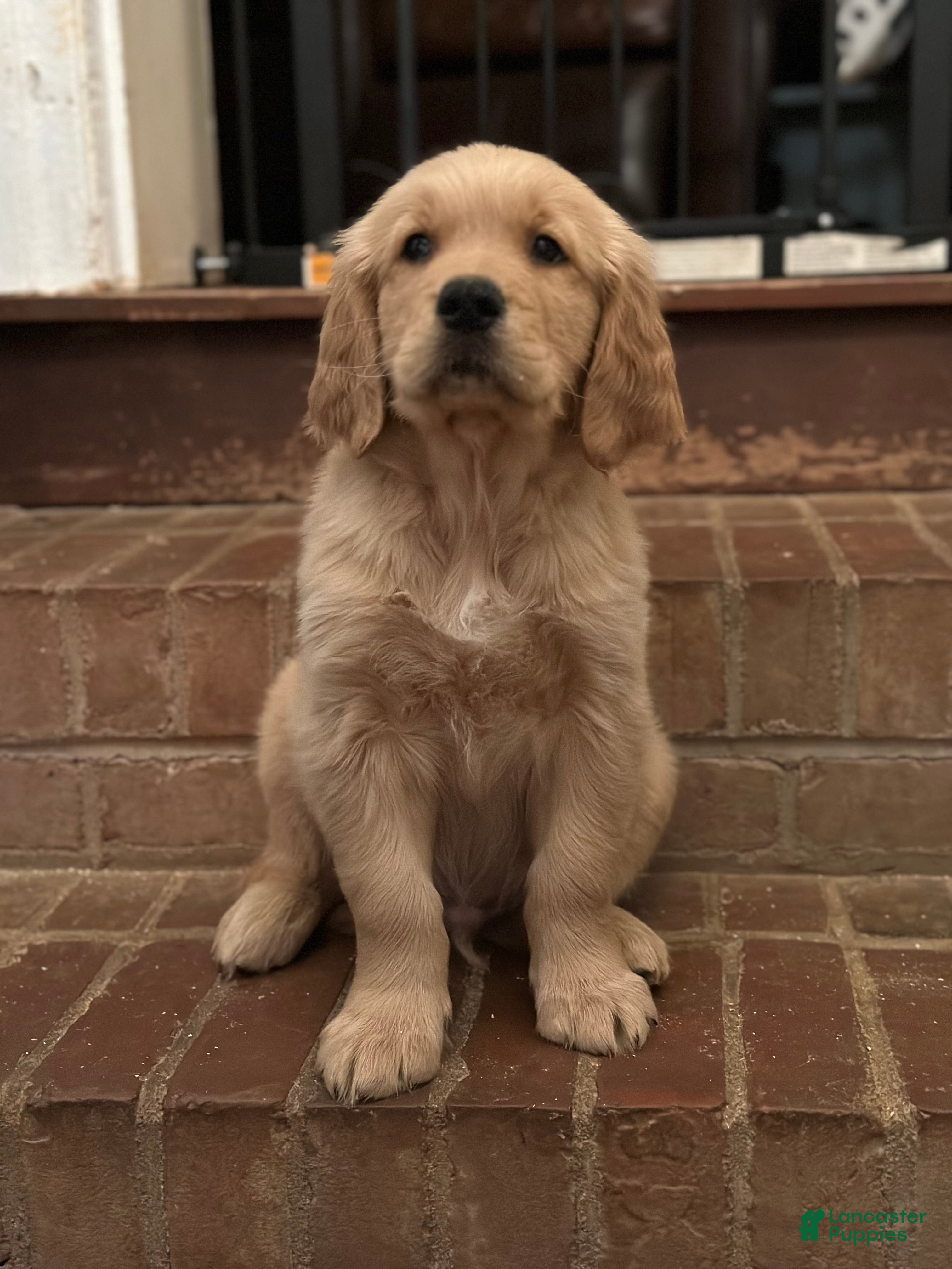 Golden Retriever dogs Pan Pan  - Ad 29