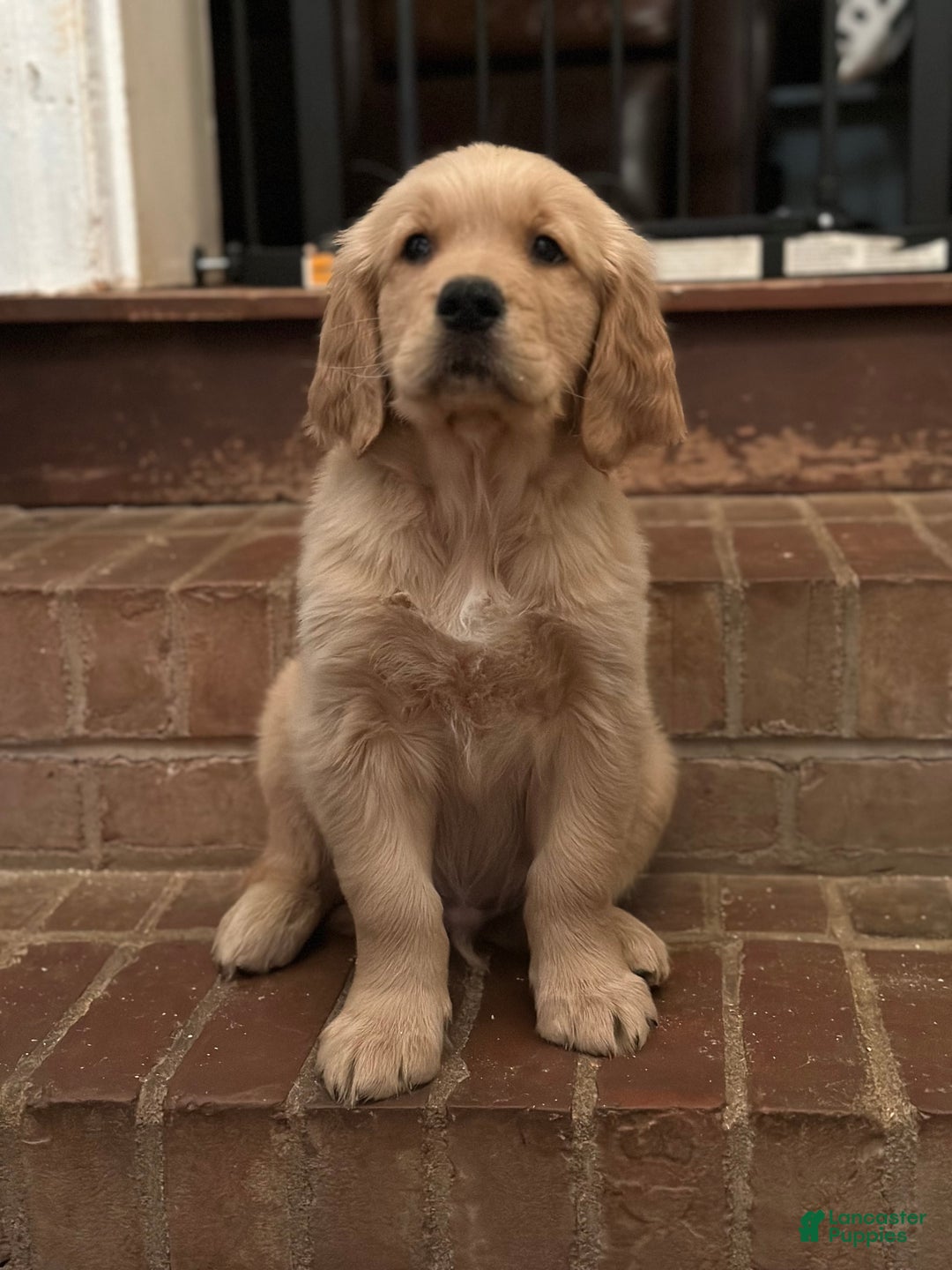 Golden Retriever dogs for sale: Pan Pan  - Ad 1