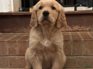 Golden Retriever dogs Pan Pan - Ad 22