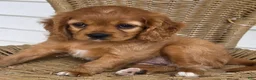 Cavapoo dogs for sale: MANDEE - Ad 3