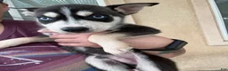 Pitsky dogs for sale: Pitsky 2 - Ad 2
