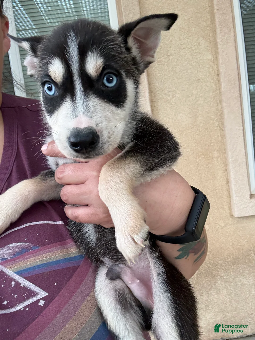 Pitsky dogs for sale: Pitsky 2 - Ad 2