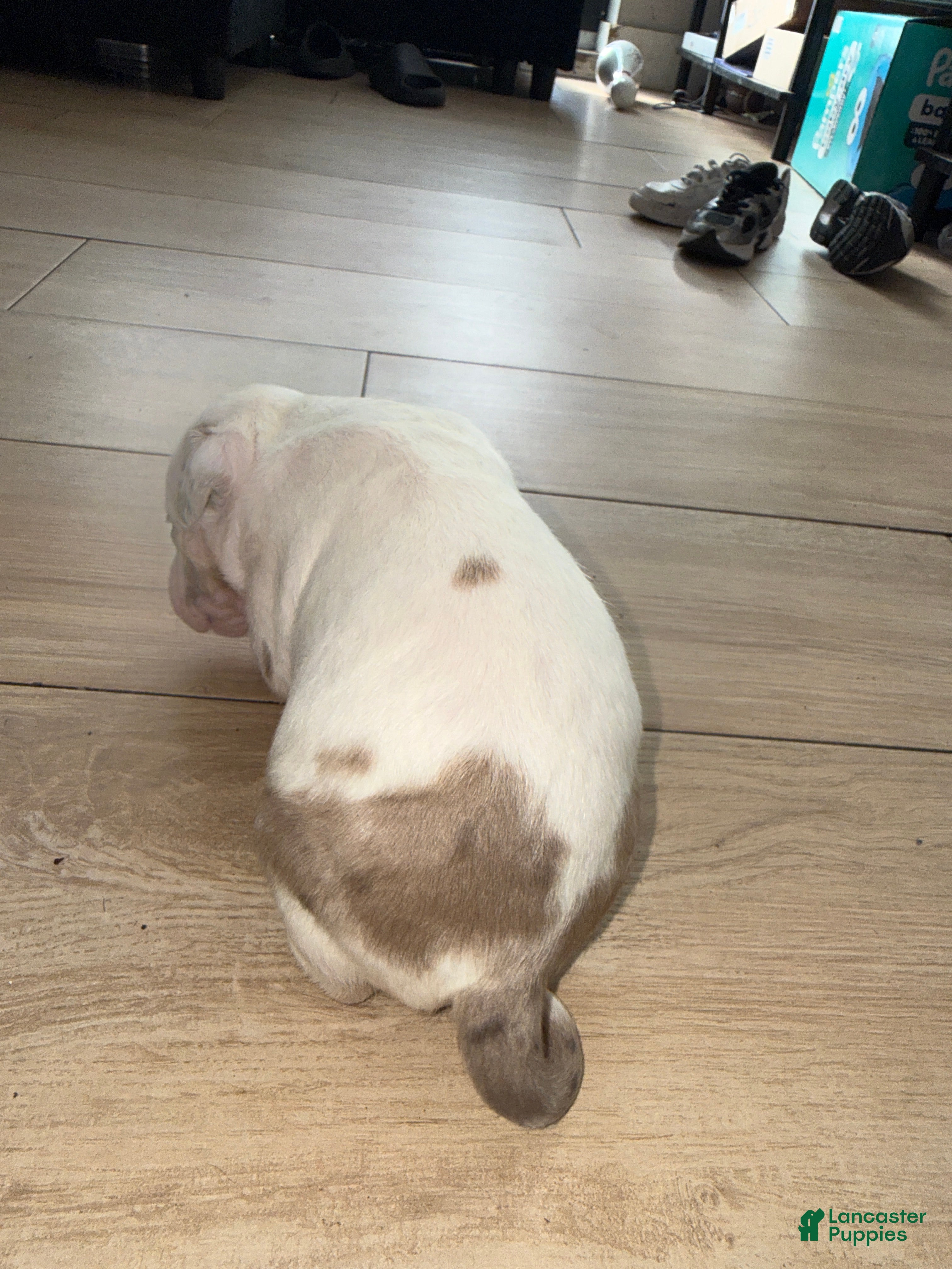 Mixed Breed dogs Mixed Breed 2 - Ad 29