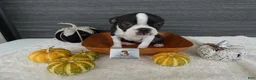 Boston Terrier dogs for sale: Boston Terrier 3 Stacy - Ad 2