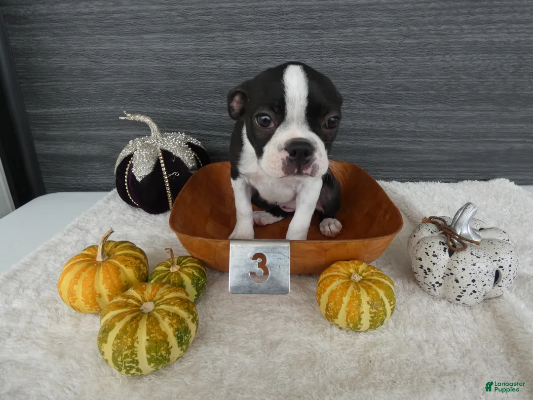 Boston Terrier dogs for sale: Boston Terrier 3 Stacy - Ad 2