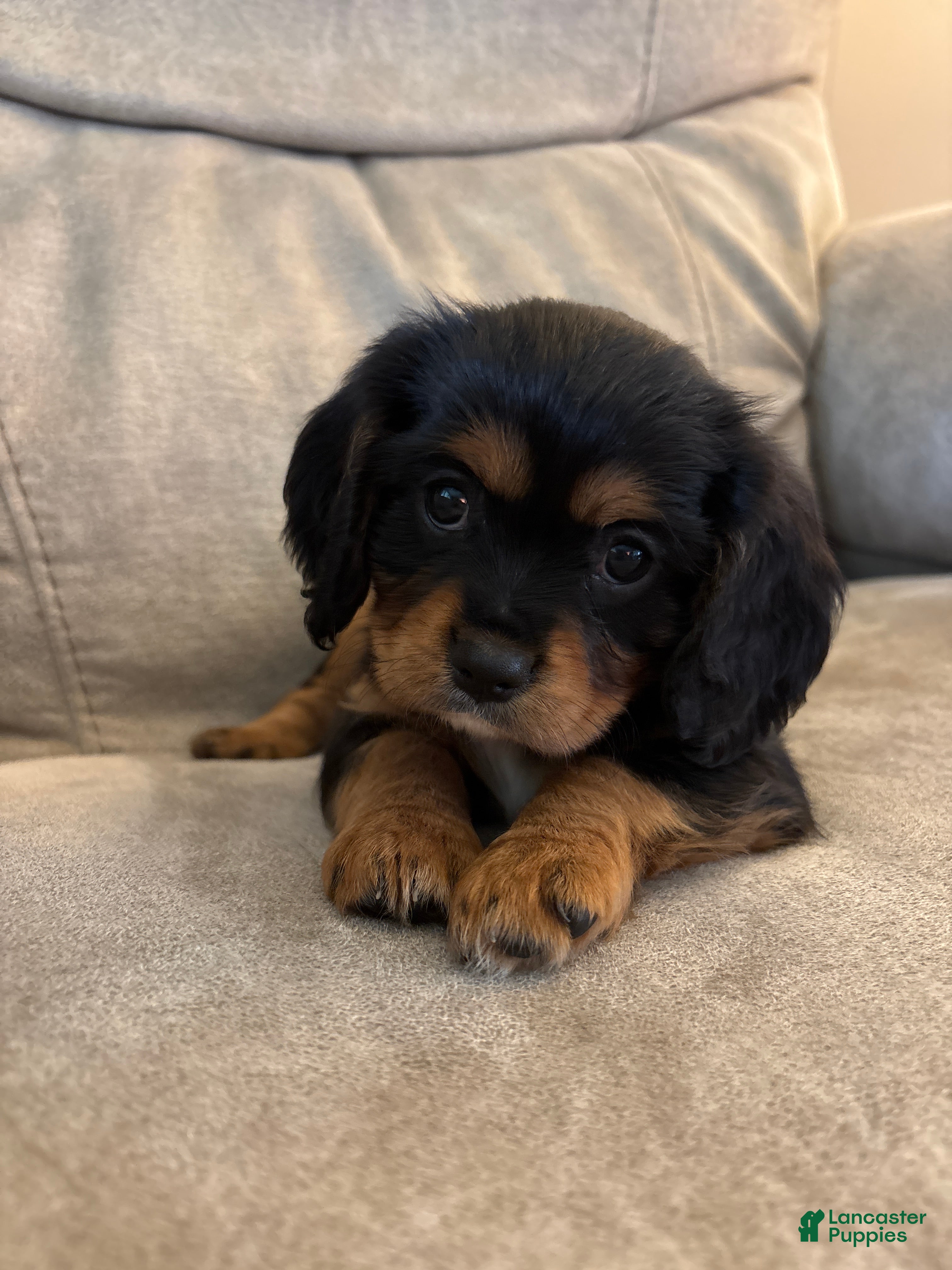 Mixed Breed dogs Juliette - Ad 1
