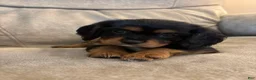Mixed Breed dogs for sale: Juliette - Ad 1