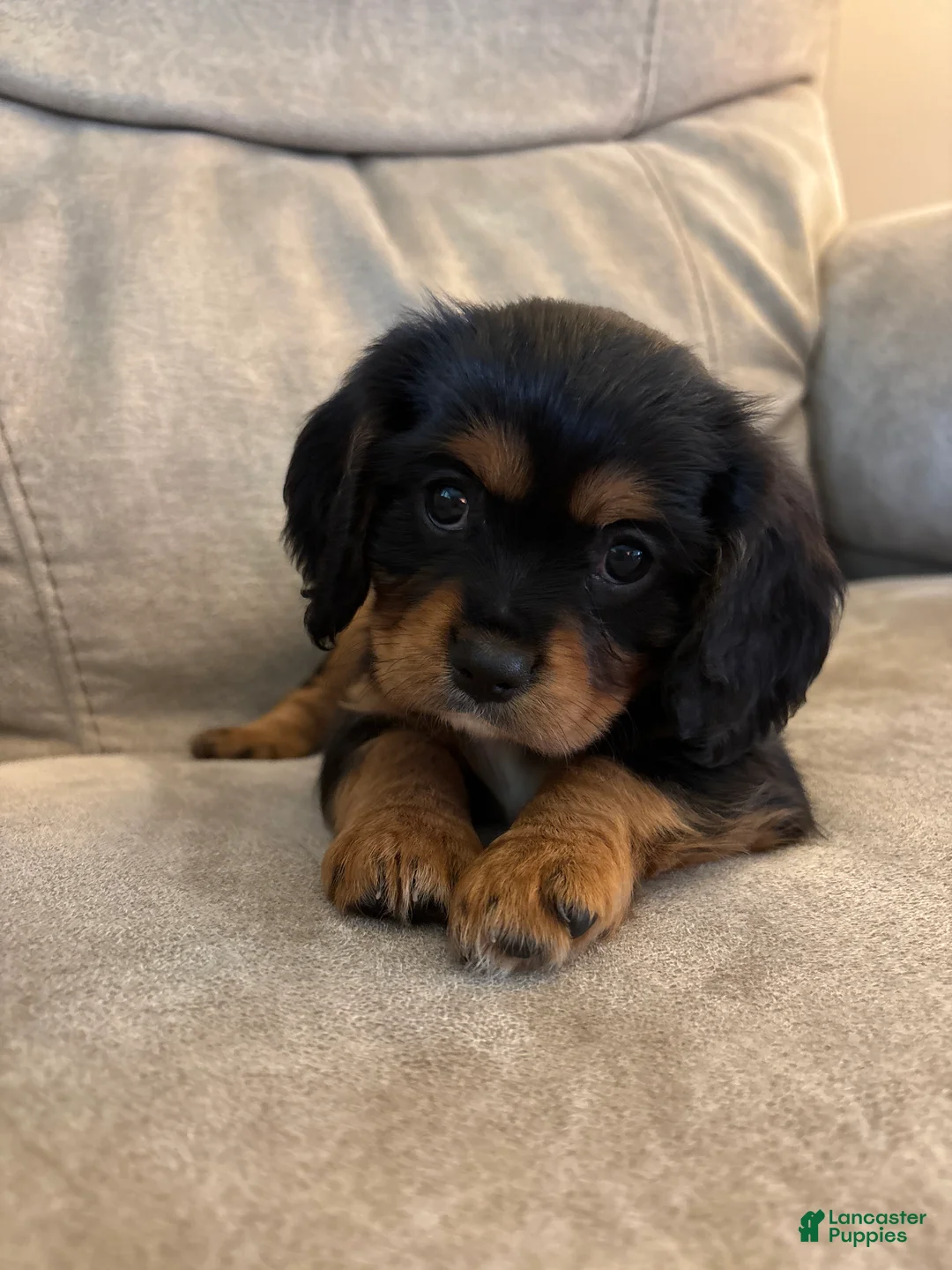 Mixed Breed dogs for sale: Juliette - Ad 1